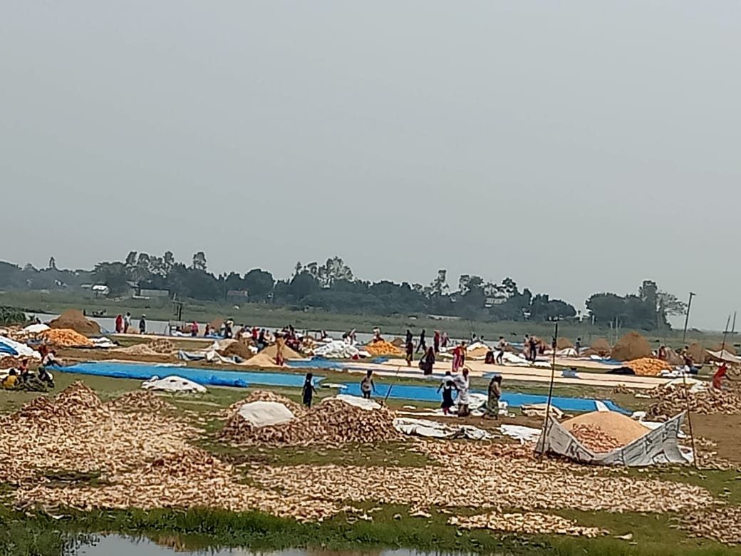 ধান কাটার মৌসুমে মূল্য না পাওয়ায় হতাশ কৃষক