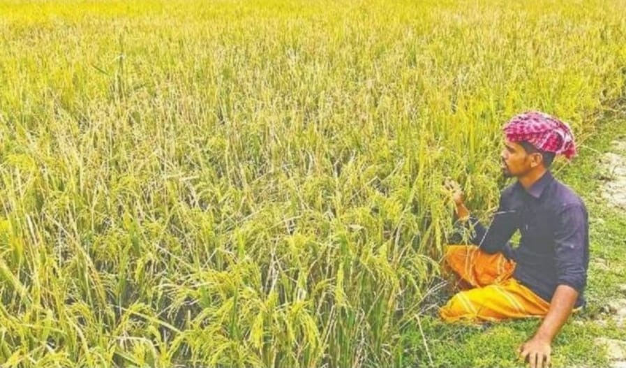 অষ্টগ্রামে জ্বালানি সংকট ও নেক ব্লাস্টের আক্রান্তে কৃষি জমি, কৃষকরা দিশেহারা