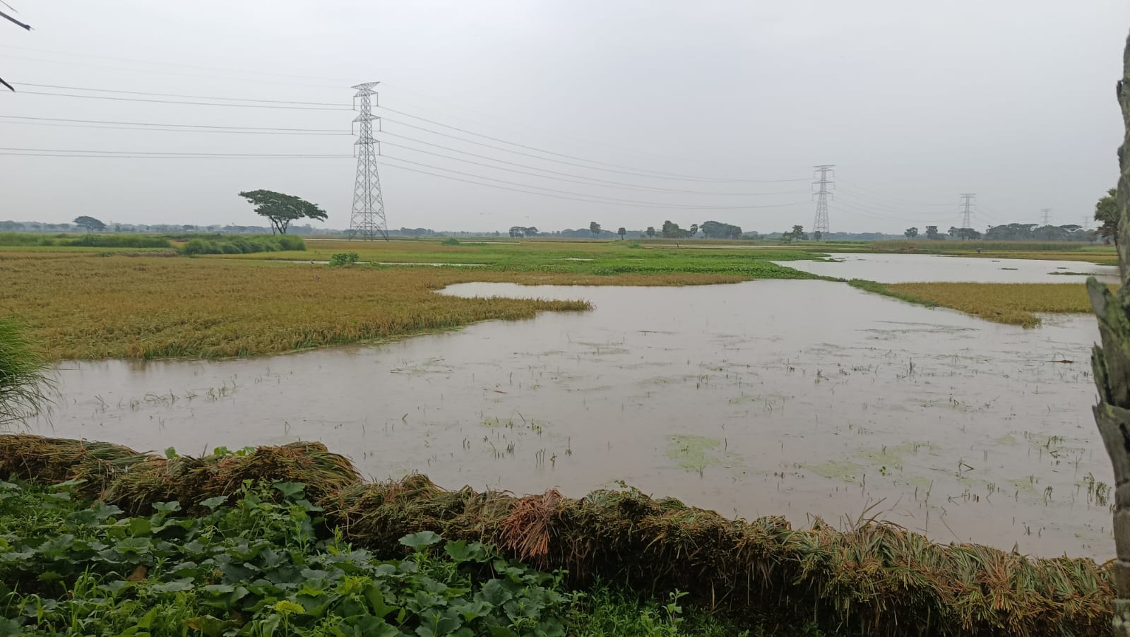 টানা বৃষ্টিতে পাকুন্দিয়ায় বোরো ধানের ব্যাপক ক্ষতি, পানির নিচে শতাধিক কৃষকের স্বপ্ন