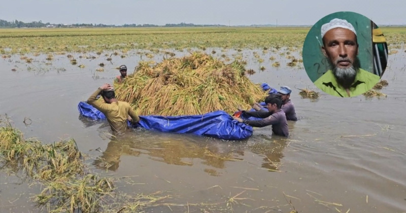 ধান তলিয়ে যেতে দেখে কৃষকের মৃত্যু, শোকে স্তব্ধ অষ্টগ্রামের আলীনগর