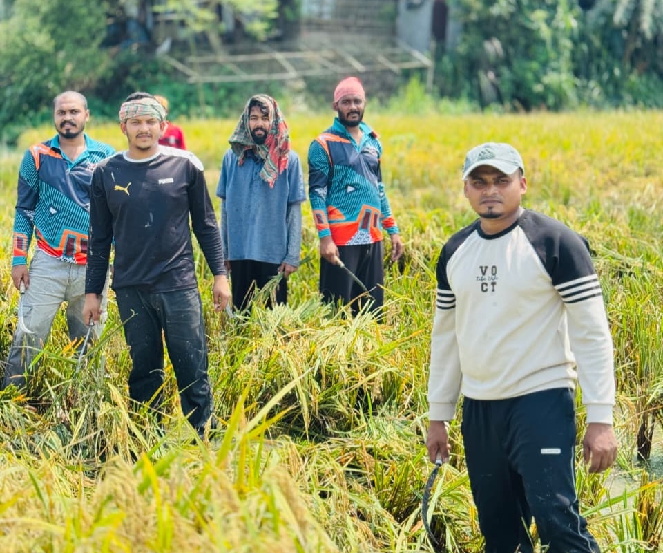 নিকলীর হাওরে আকস্মিক ঢল ও অতিবৃষ্টি: সংকটে কৃষক,স্বেচ্ছাশ্রমে পাশে ছাত্রদল