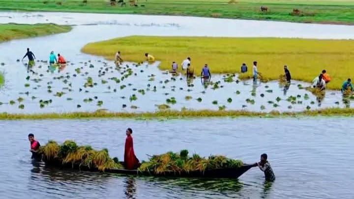 কালিয়াকৈরে দুই মণ ধানের দামে এক মণ ওজনের কামলা,পানি-কাদায় ধান কাটলে ১৪০০ টাকা