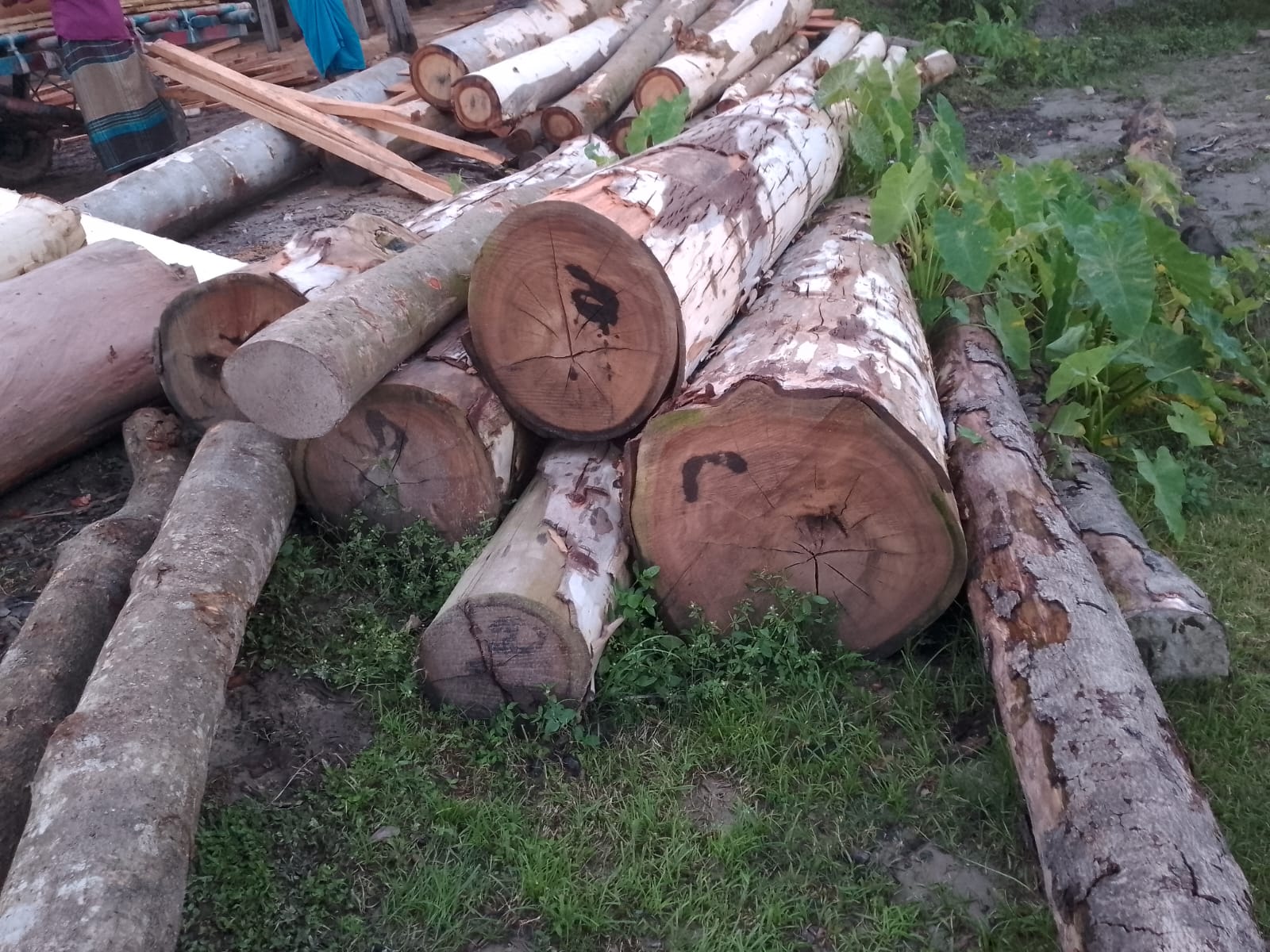 কুড়িগ্রামের ভূরুঙ্গামারীতে অবৈধভাবে সরকারি গাছ কর্তনের অভিযোগ