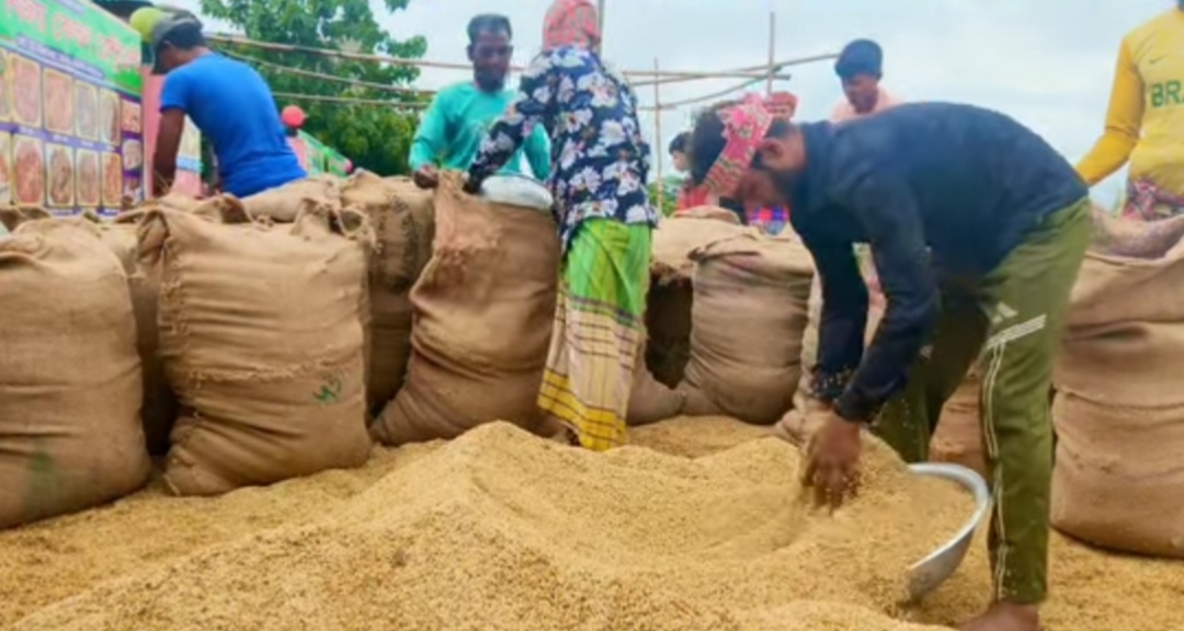“বাপ পুতে মিইল্লা দেড় খানি ক্ষেতের ধান কাটছিলাম,অহন এই ধান বেপারি ও নেয় না, সরকারে ও নেয় না