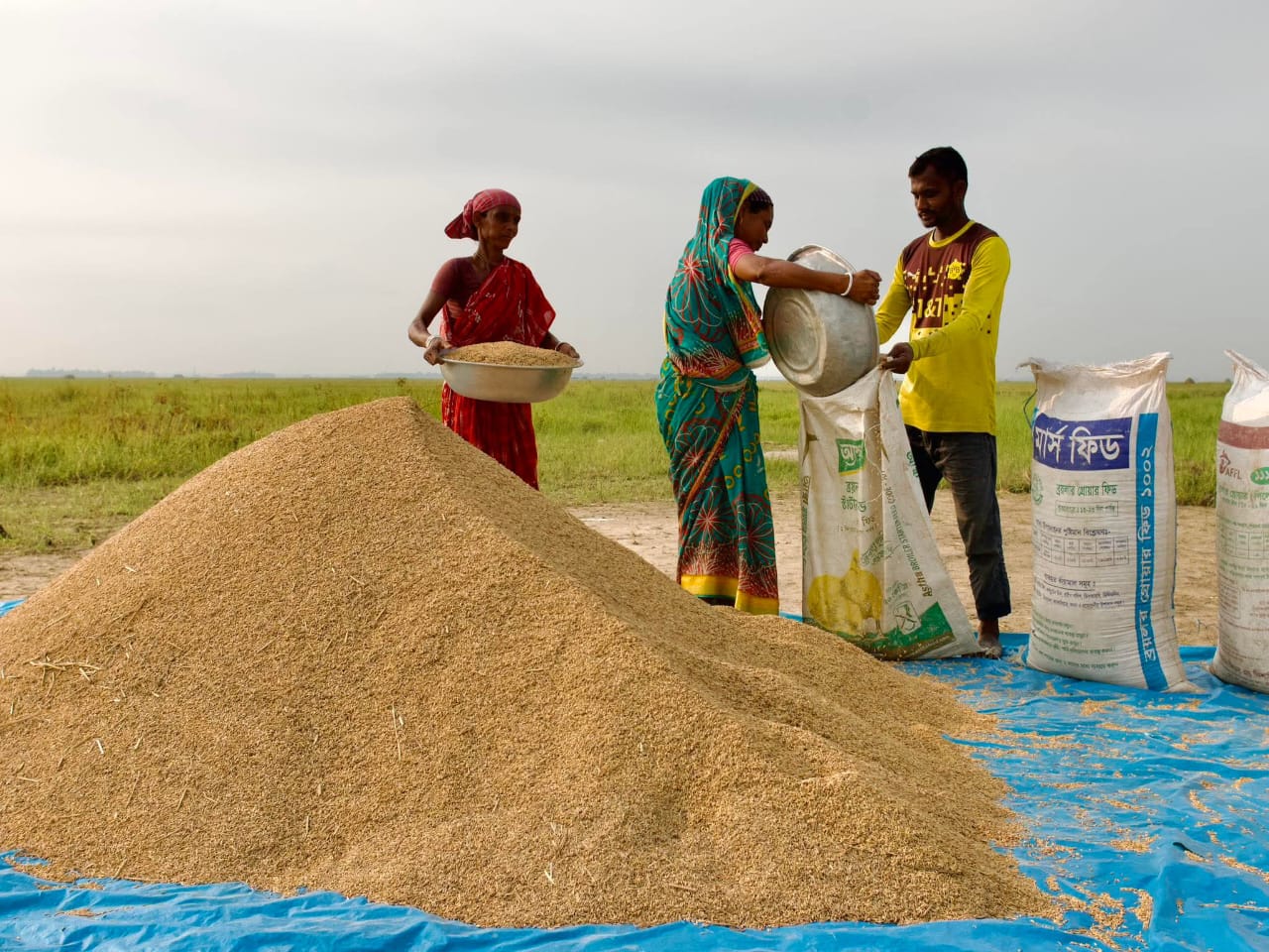এক মুঠো ধানের জন্য নারীর যুদ্ধ