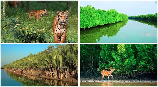 সুন্দরবনে ফের দস্যু আতঙ্ক: ২২ জেলে অপহরণে উপকূলে কান্না, নিরাপত্তা নিয়ে প্রশ্ন