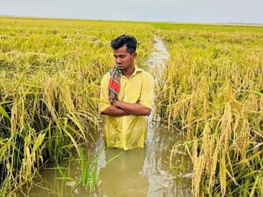 "পানির তলে ক্ষেতের ধান অহনো‌ রইছে, কাটবার মানুষ পাই না ,