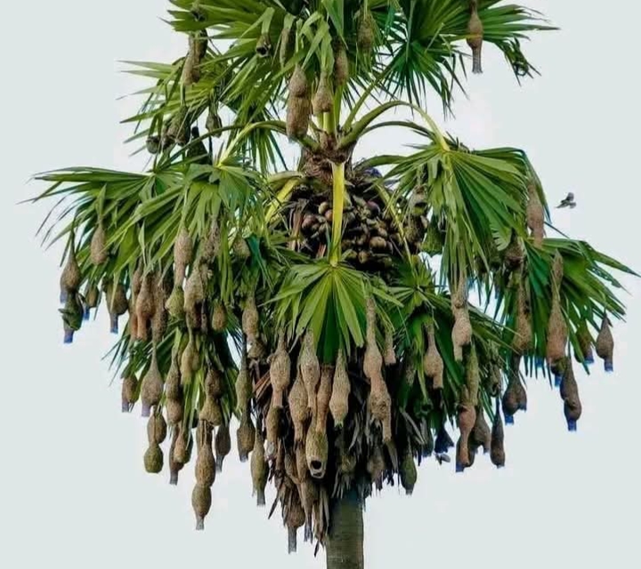 তাড়াইলে বিলুপ্তির পথে শিল্পকর্মের উজ্জ্বল নিদর্শন বাবুই পাখি