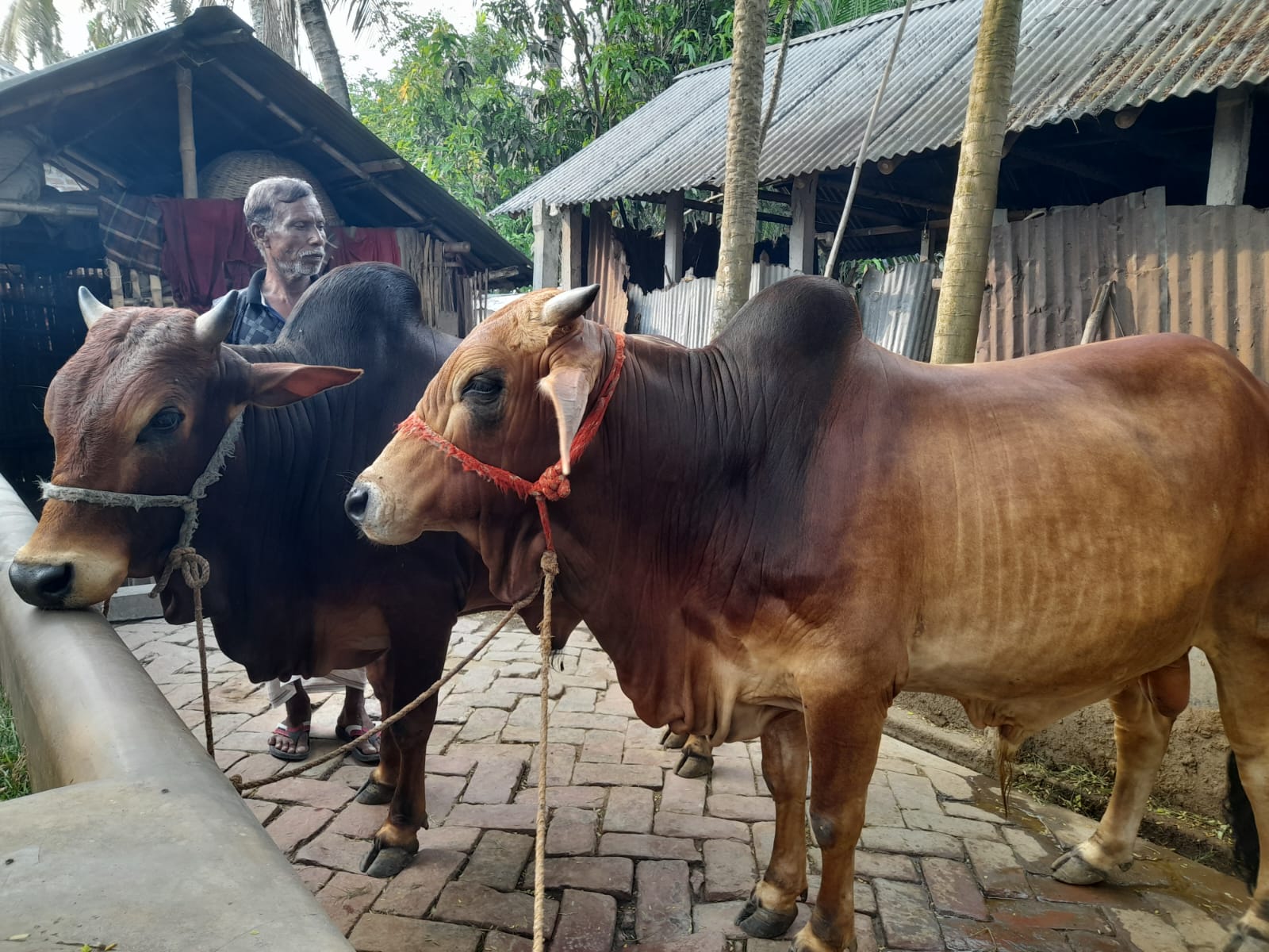 কুষ্টিয়ায় গরুর খামারিরা দুশ্চিন্তায়: এবার ঈদে গরুর দাম না পেলে ব্যাপক লোকসান গুনতে হবে
