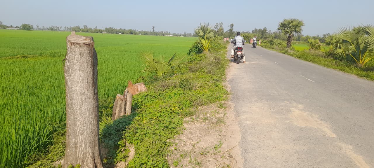 কালাইয়ে রাতের আঁধারে সরকারি গাছ কেটে সাবার