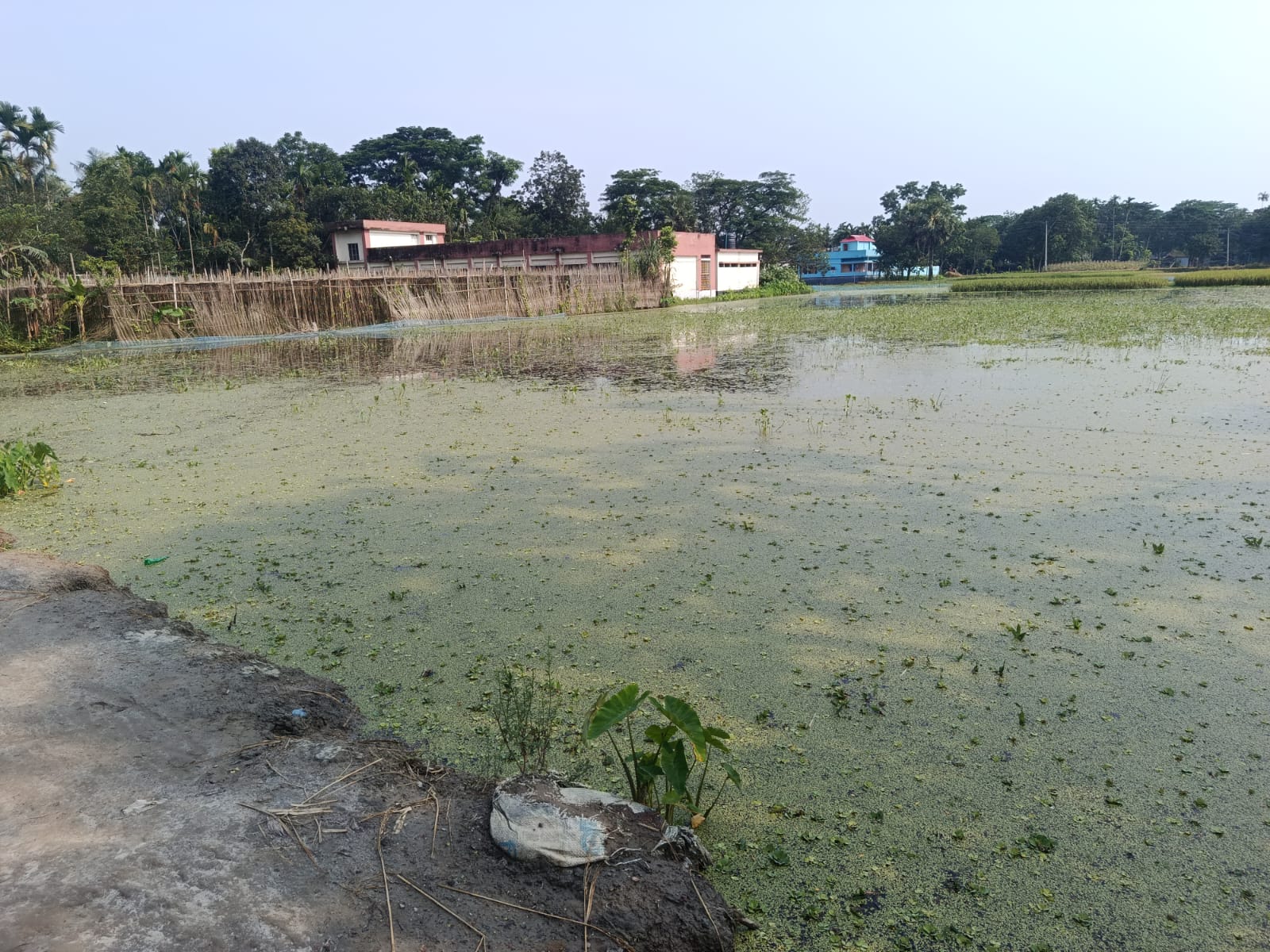 পাকুন্দিয়ায় পানি নিষ্কাশনের পথ বন্ধ, জলাবদ্ধতায় নষ্ট হচ্ছে ধানক্ষেত ও পানের বরজ