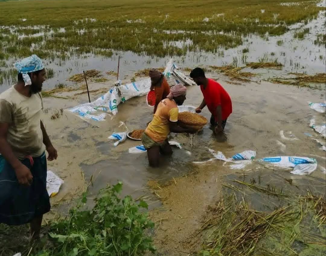 কিশোরগঞ্জে পানিতে ডুবে গেছে কৃষকের স্বপ্ন