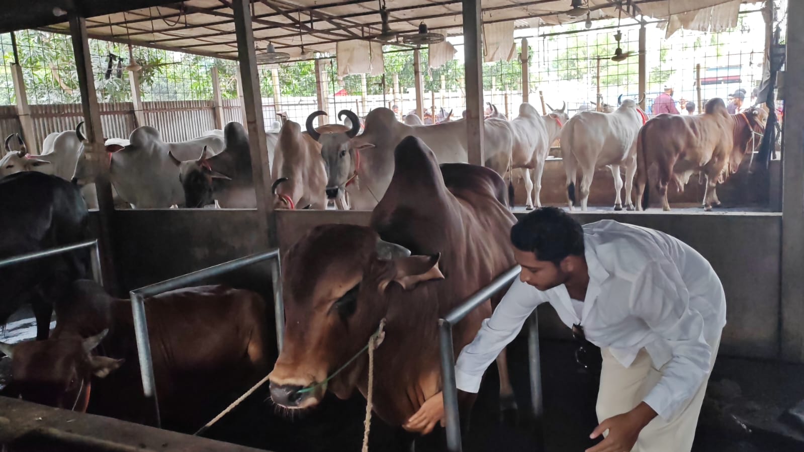 ভৈরবে শেষ মূহুর্তে গবাদি পশু পরির্চয়ায় ব্যস্ত খামারিরা, ২৮ হাজার গরু কোরবানির জন্য প্রস্তুত