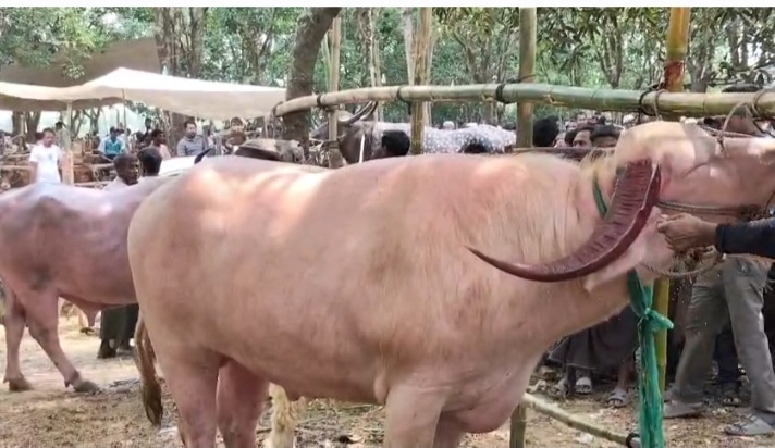 উখিয়া - নাইক্ষ্যংছড়িতে মহাসড়কের ২০০ গজের মধ্যে দু' পশুর হাট, সংঘর্ষ ভাংচুর ধাওয়া - পাল্টা ধাওয়া- আহত অর্ধশতাধিক