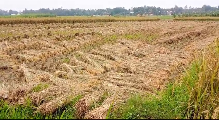 পাবনার ফরিদপুরে ২৯ ধানের বাম্পার ফলন