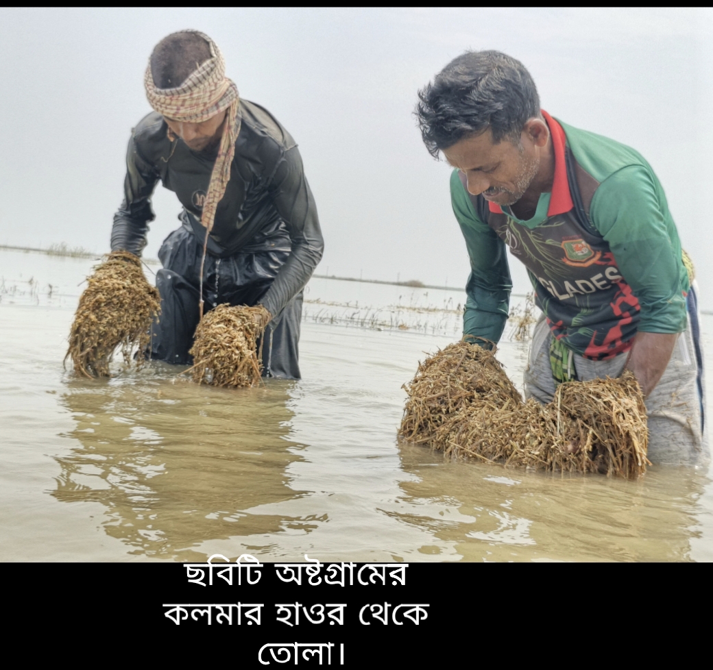 অষ্টগ্রামে বন্যায় ক্ষতিগ্রস্তের তালিকায় মৃত ও প্রবাসীদের নাম!