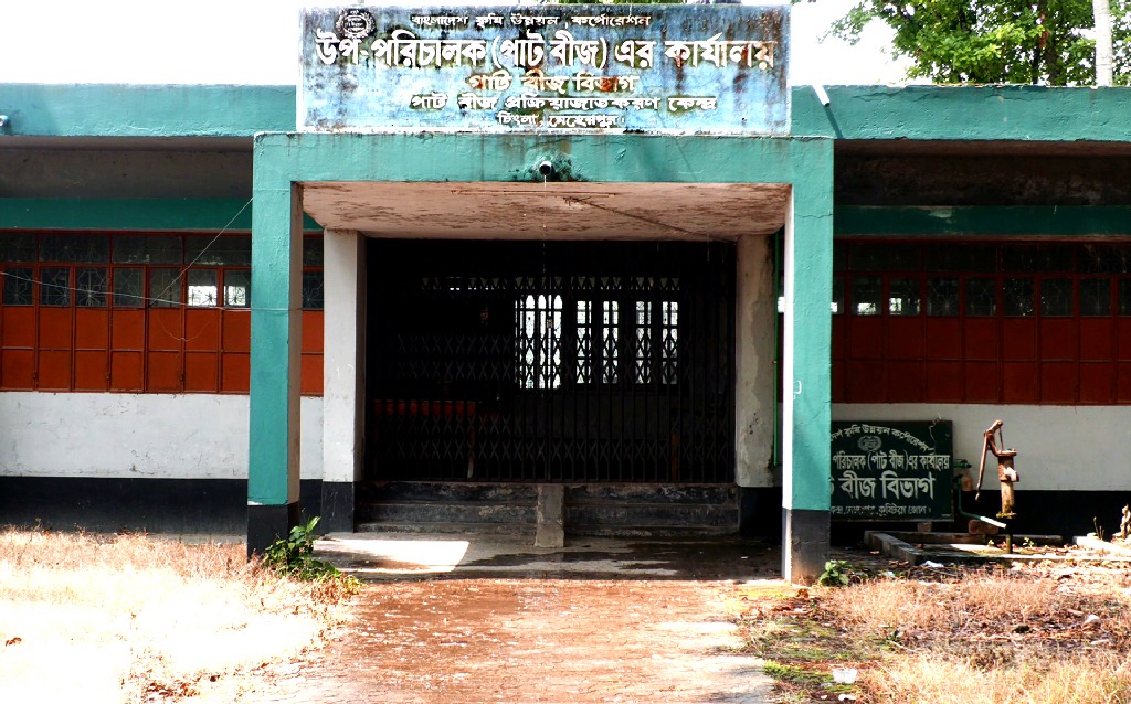 কুষ্টিয়ায় পাটবীজ নিয়ে দূর্ণীতি,  ভেজাল ও নিম্নমানের পাটবীজে ক্ষতিগ্রস্ত চাষি