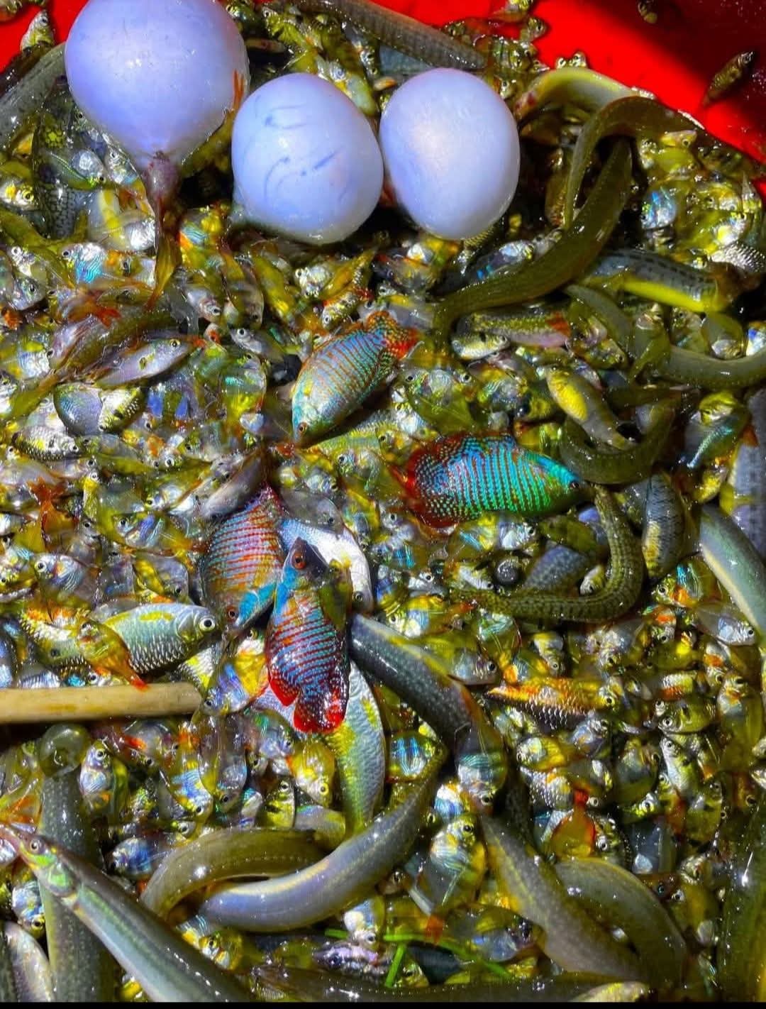 তাড়াইলের হাটবাজারে নতুন পানির সুস্বাদু মাছ