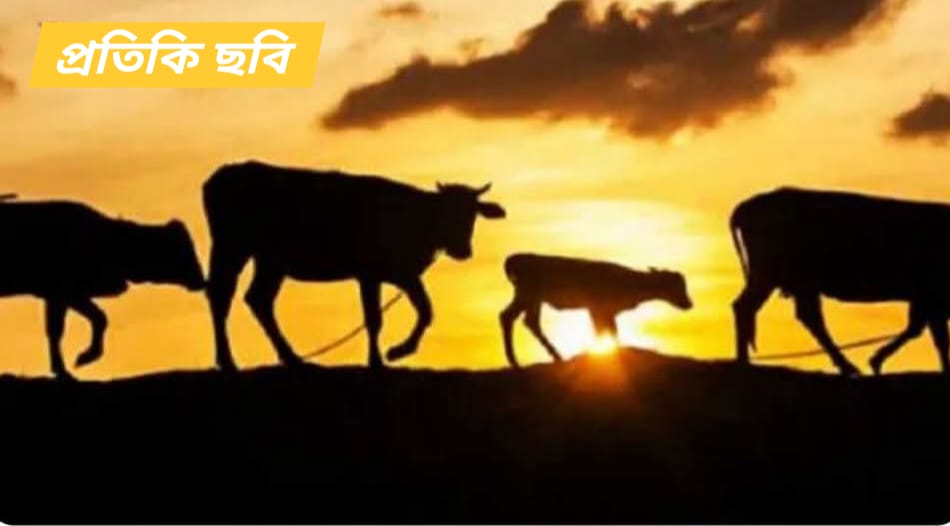 কুলাউড়া  কর্মধায়  ৪টি  গরু চুরি