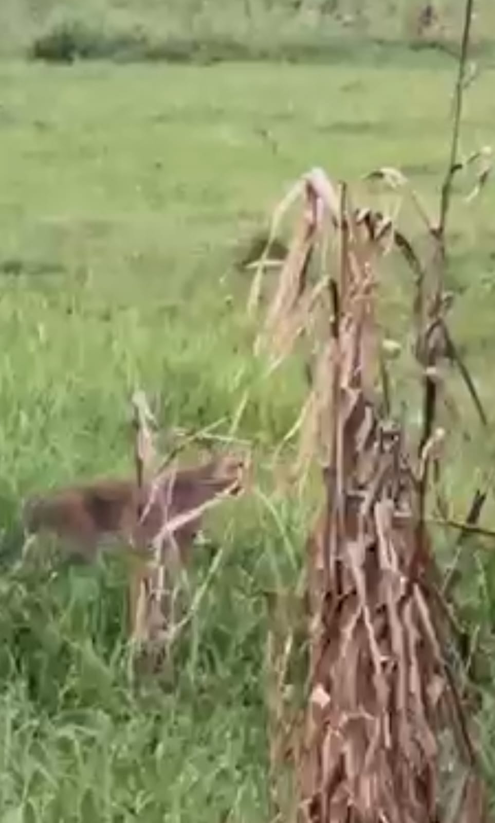 নাটোরে দেখা মিলল‘বাঘ’