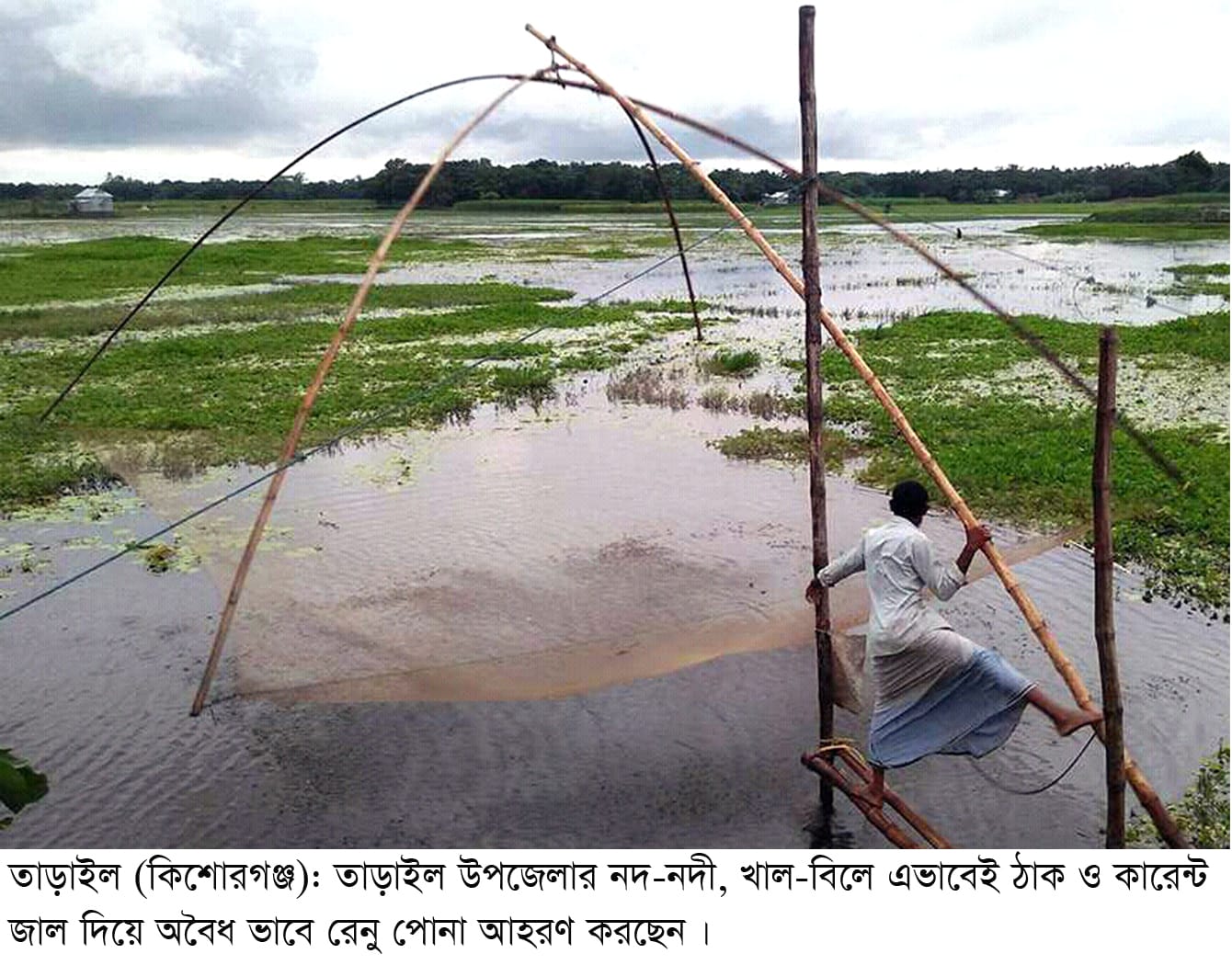 তাড়াইলে অবাধে চলছে রেনুপোনা নিধন