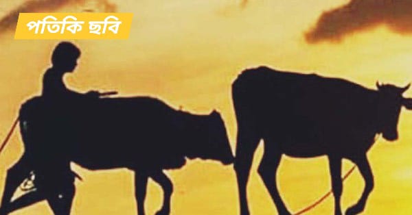 কুলাউড়ার ভবানীপুরে গোয়ালঘরের তালা ভেঙে ২টি গরু চুরি