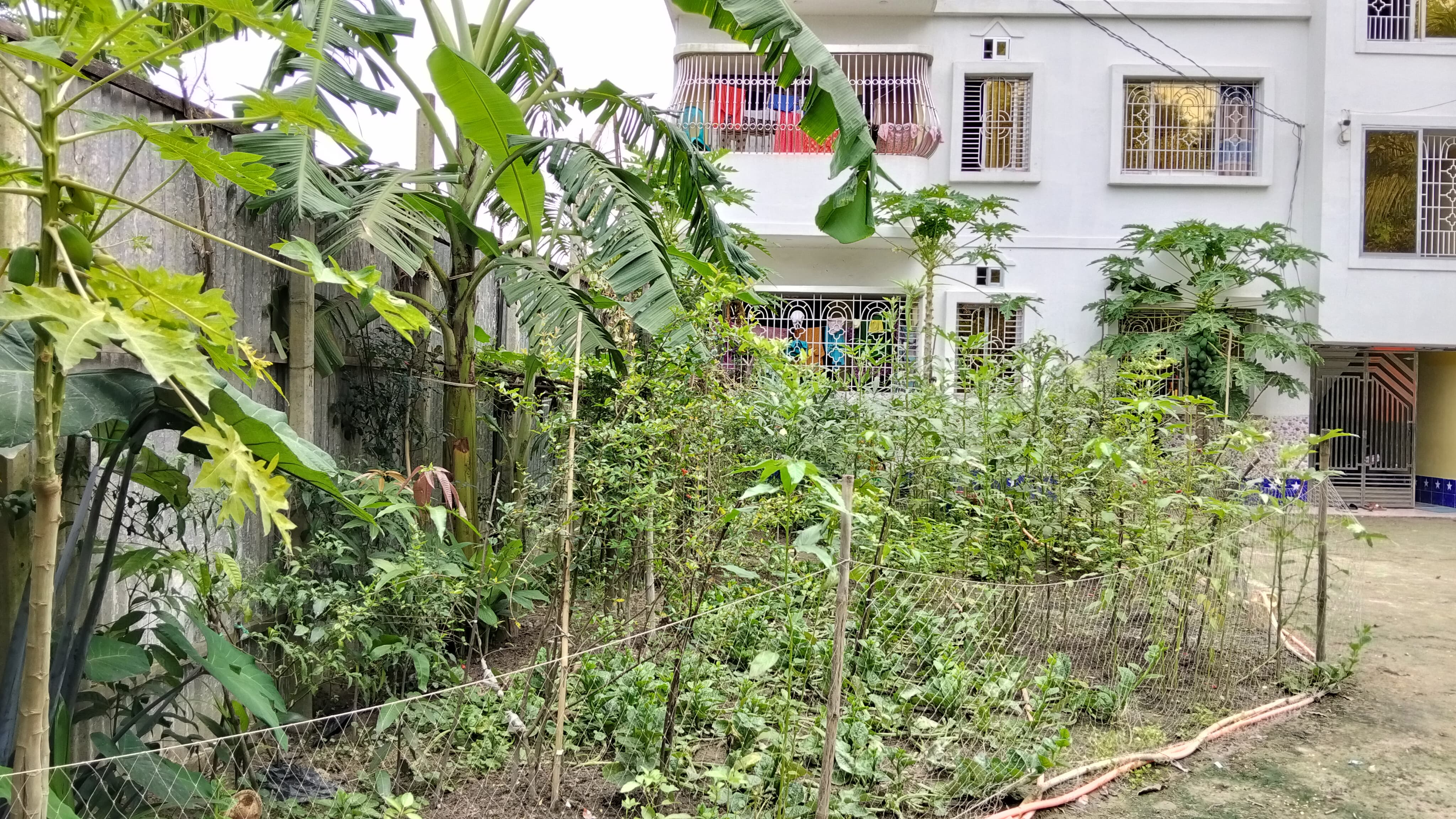 নিকলীতে বাড়ির আঙিনায় সবজি চাষ, খাদ্য ও অর্থনৈতিক সুরক্ষার সফল উদ্যোগ