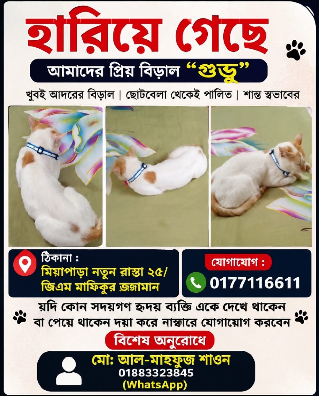 হারিয়ে গেছে আদরের বিড়াল ‘গুড্ডু’, সন্ধানদাতার সহযোগিতা কামনা