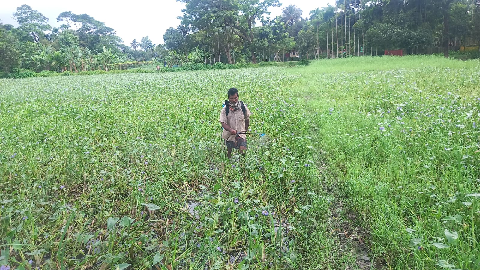 হোসেনপুরে কৃষি জমিতে মাত্রাতিরিক্ত কীটনাশক প্রয়োগে জীববৈচিত্র্য ধ্বংসের পথে