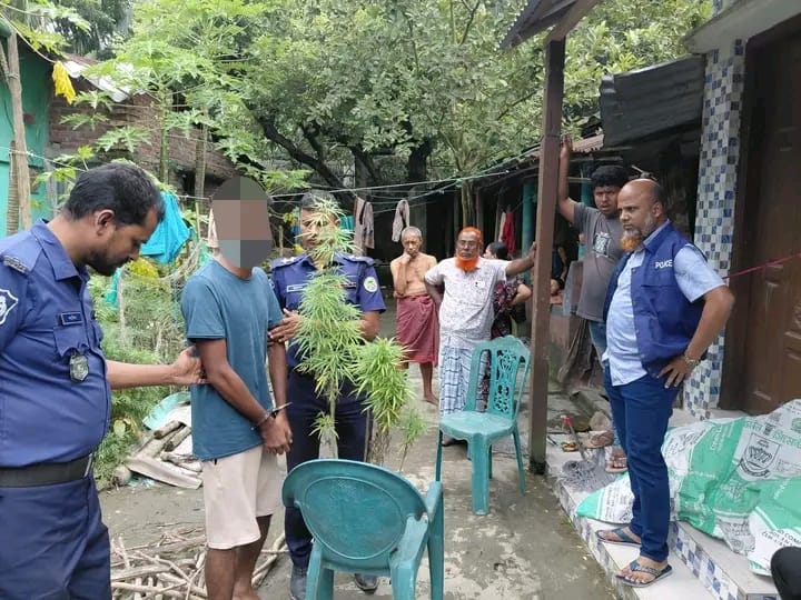 বোরহানউদ্দিনে গাঁজা গাছসহ যুবক গ্রেপ্তার
