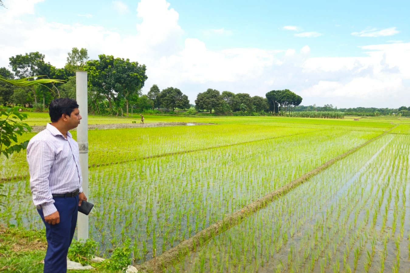 নলডাঙ্গায় আমনের চারা রোপণে ব্যস্ত কৃষক, সবুজে ভরে উঠছে মাঠ