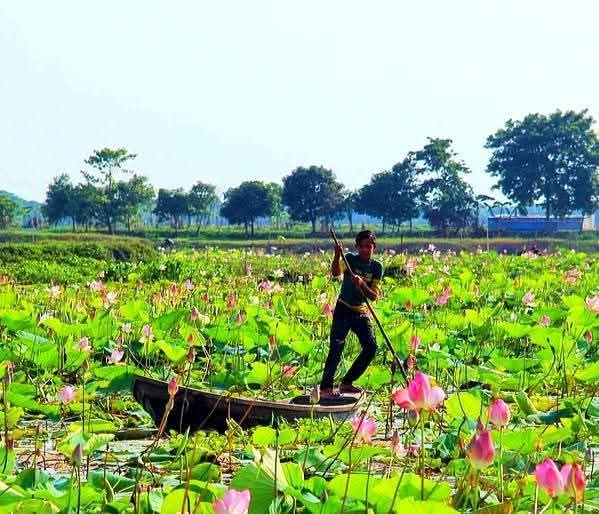 তাড়াইলের পদ্মবিলে দর্শনার্থীদের ডিঙিনৌকায় ঘুরিয়ে খাবার জুটছে শত পরিবারের