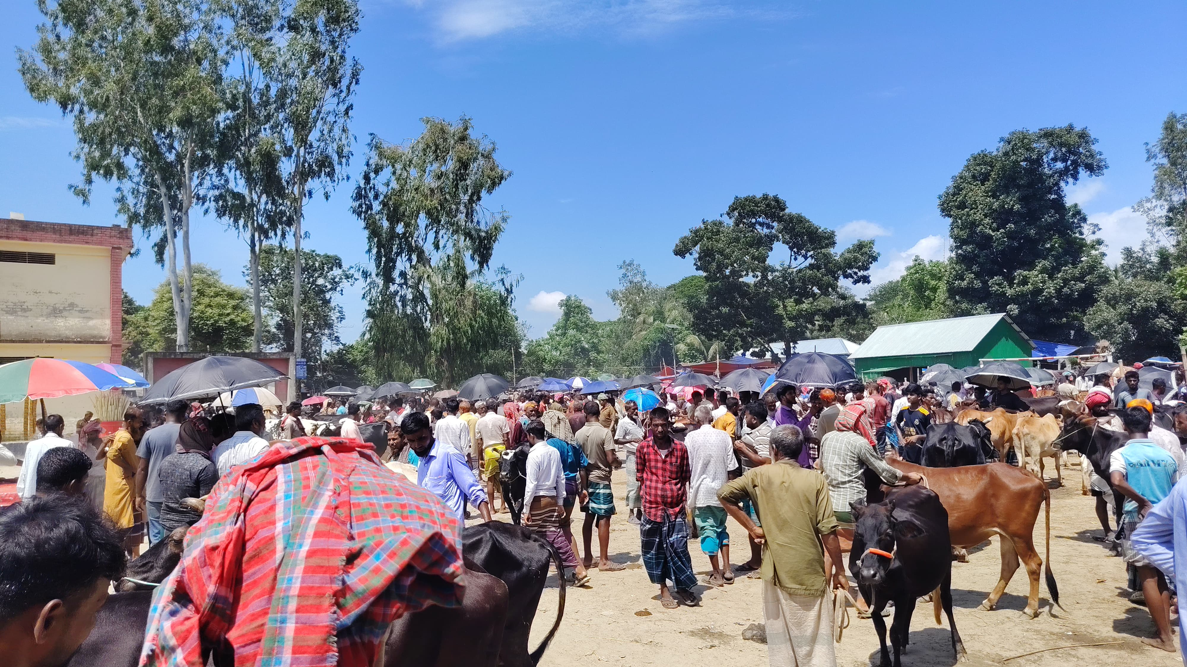 সরকারি নির্দেশ অমান্য করে স্কুল মাঠে গরুর হাট