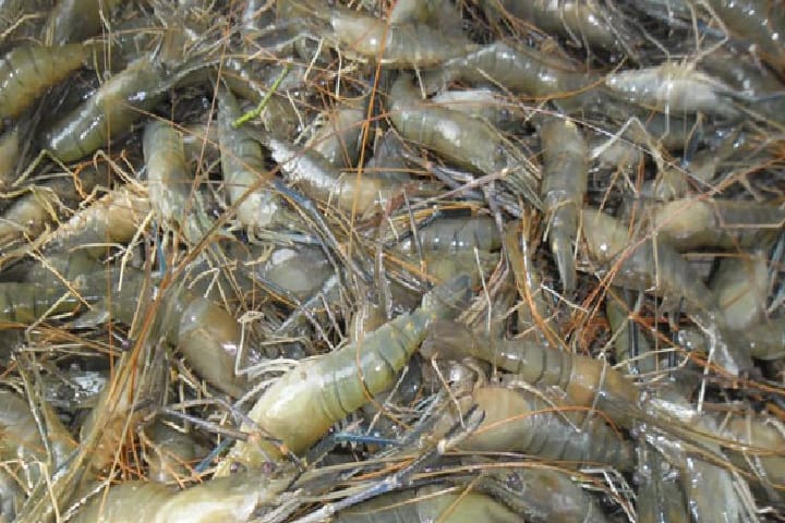 যশোরে জেলি পুশ করা ৩৬ কেজি চিংড়ি জব্দ, চালককে ২৫ হাজার টাকা জরিমানা