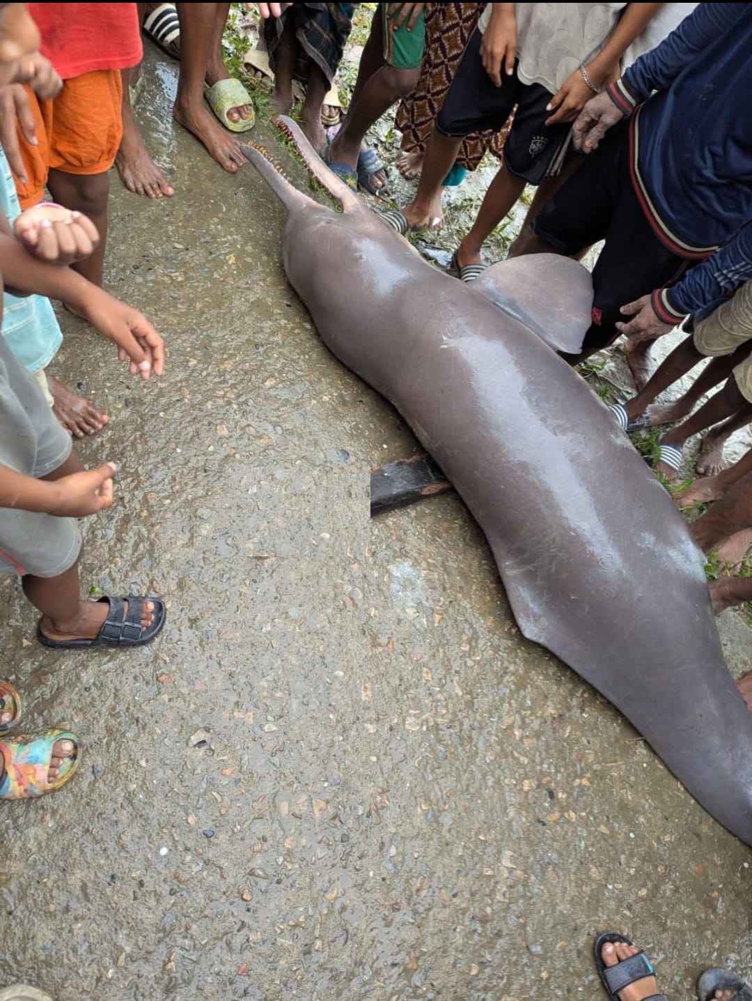 অষ্টগ্রামে বিরল প্রজাতির শুশুক উদ্ধার: তেল তোলার জন্য কে/টে ভাগ করে নিলেন জেলেরা